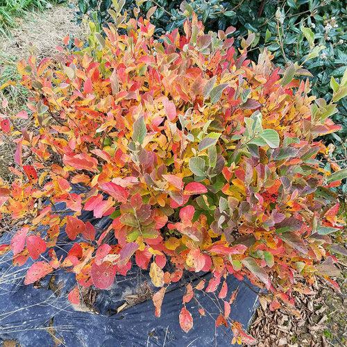 Legend of the Small® Fothergilla