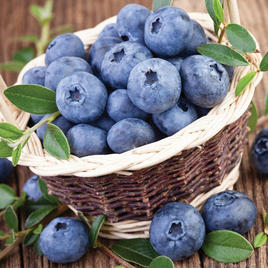 Northland Blueberry