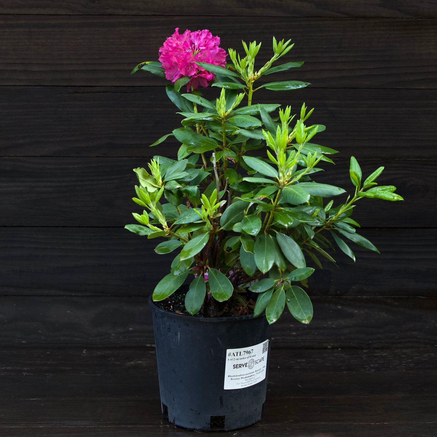 Pink Rosebay Rhododendron