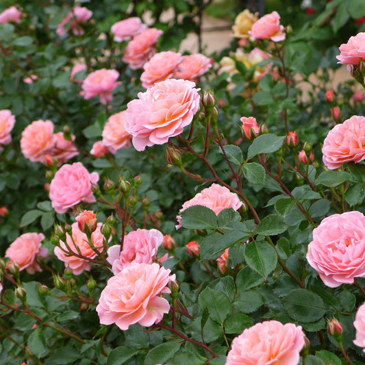 Sweet Drift® Rose