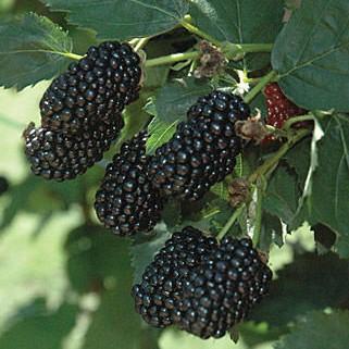 Rubus x ''APF-153T' PP#26,990  - Prime-Ark® Freedom Thornless Blackberry