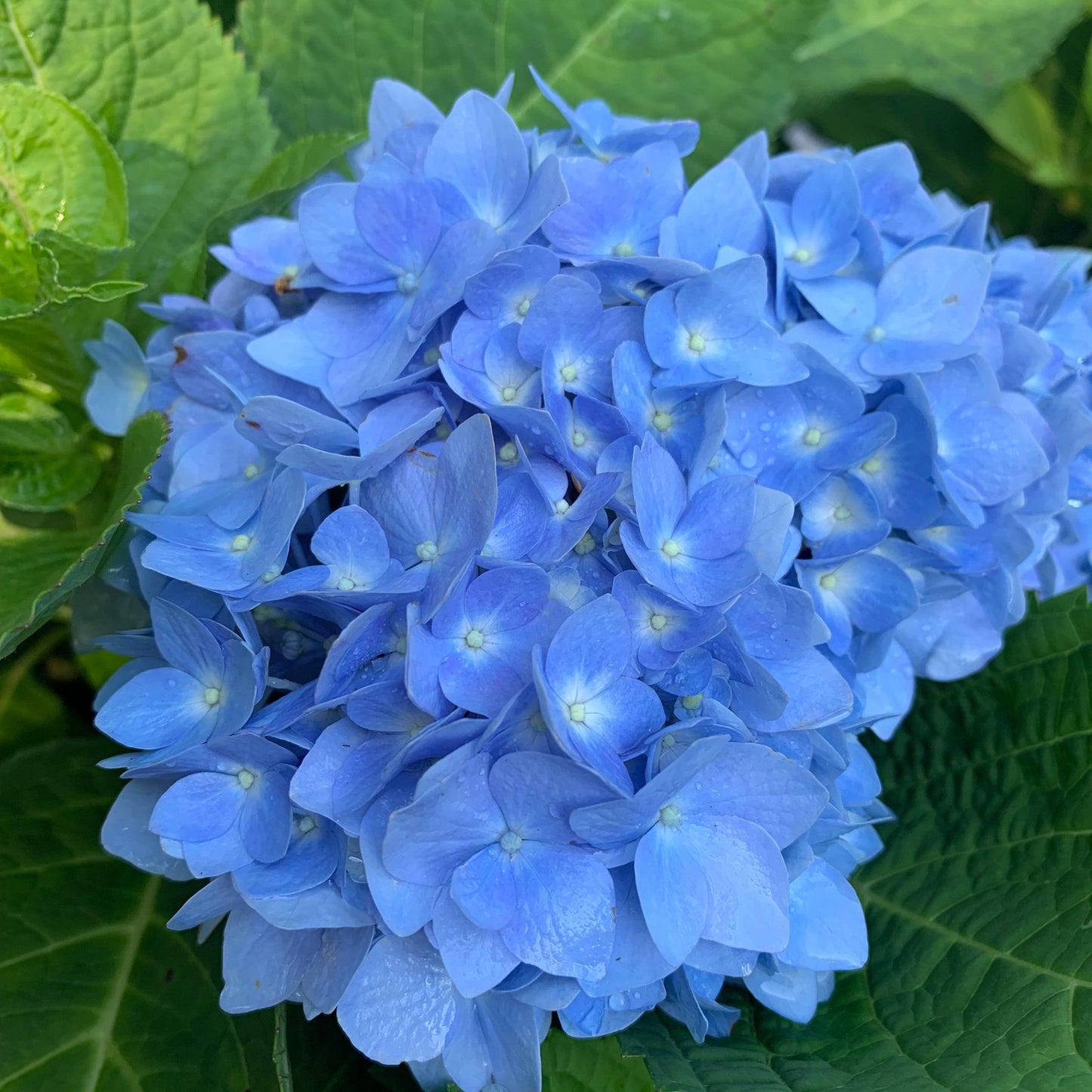 Endless Summer® The Original Hydrangea