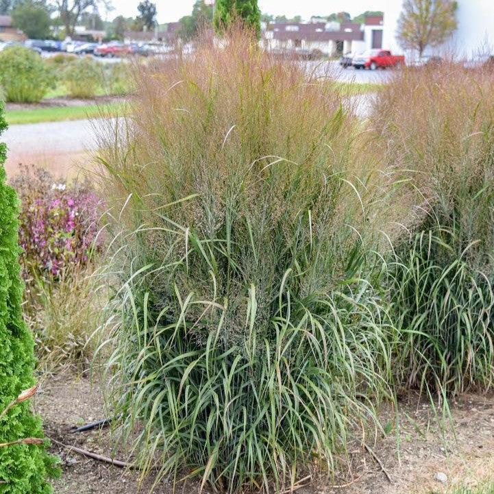 Panicum virgatum 'October Sky'  - Prairie Winds® October Sky Switch Grass