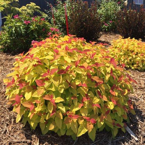 Double Play® Candy Corn® Spirea