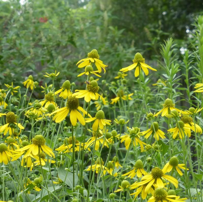 Rudbeckia laciniata  - Cut-leaf Coneflower