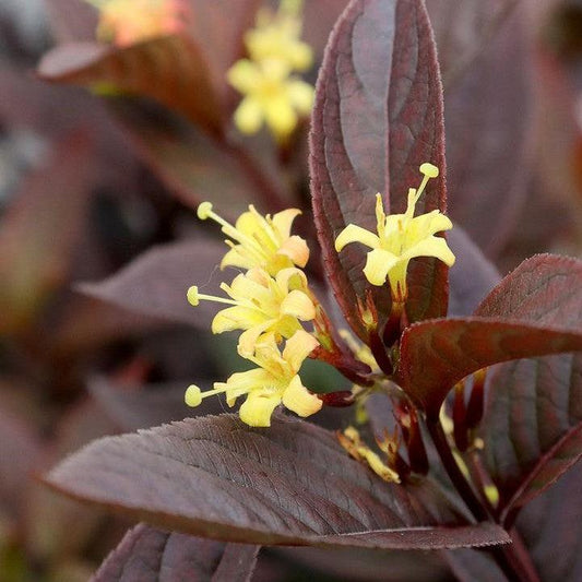 Diervilla rivularis 'SMNDSN'  - Kodiak® Jet Black Honeysuckle