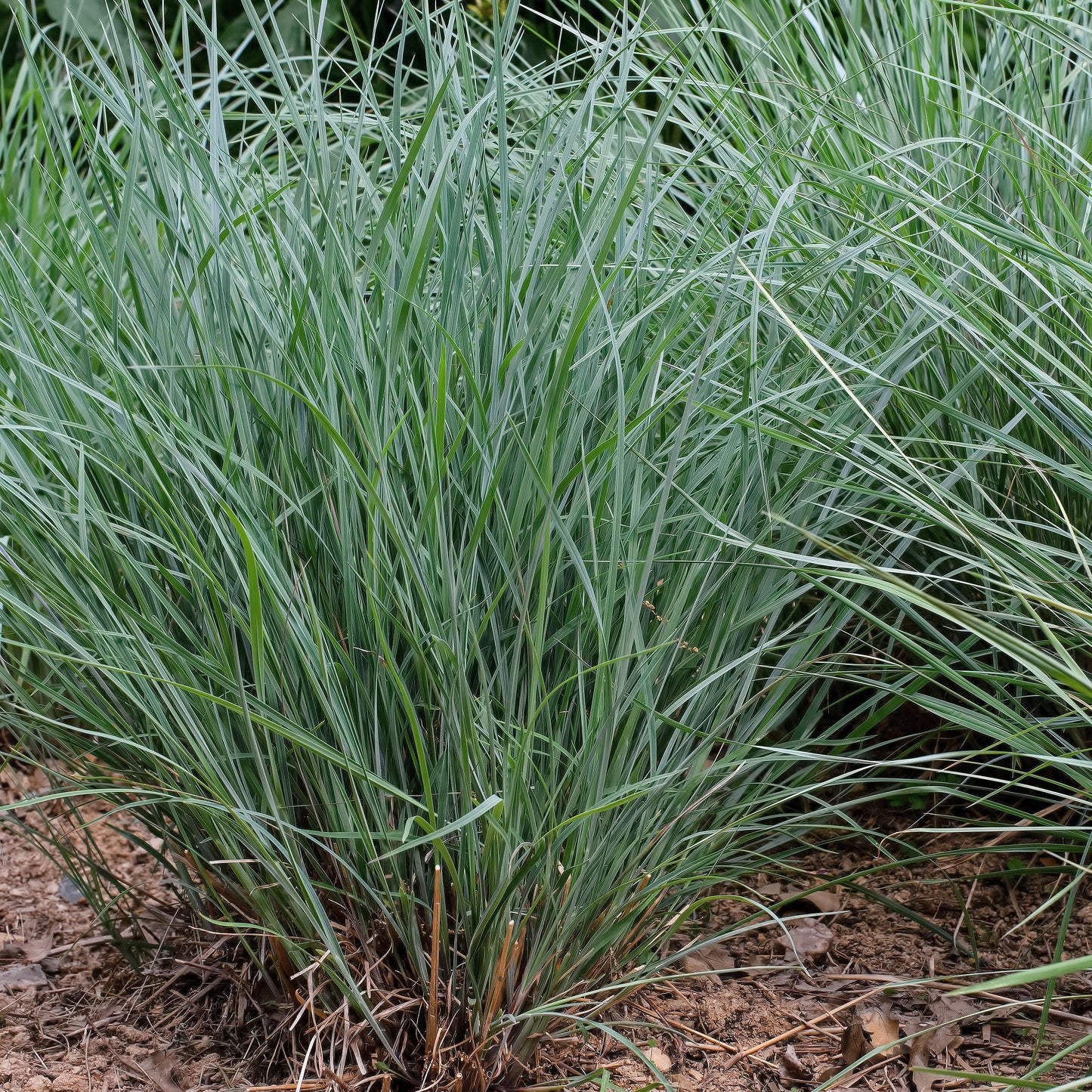 Schizachyrium scoparium 'Twilight Zone' PP27432  - Twilight Zone Little Bluestem