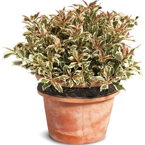 My Monet® Weigela