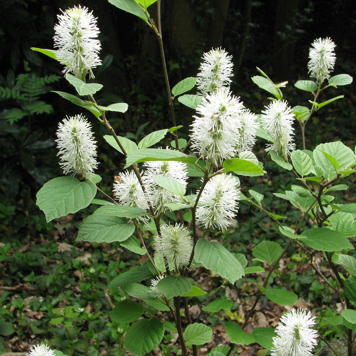 Fothergilla major  - Mountain Witch-alder, Tall Fothergilla