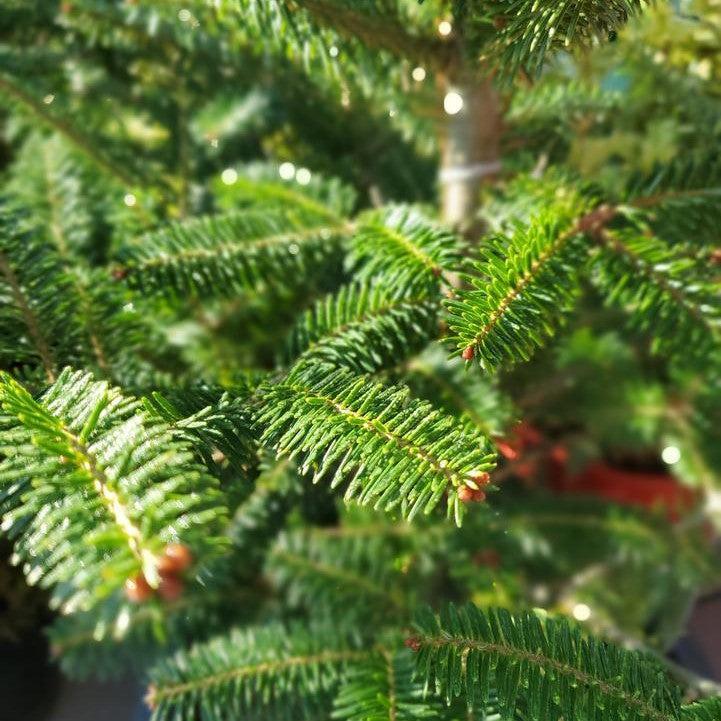 Abies balsamea  - Balsam Fir