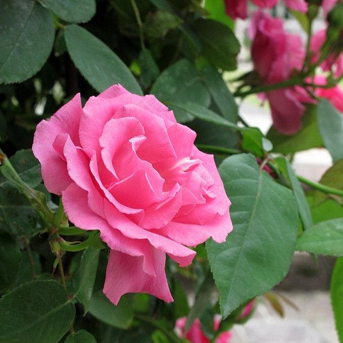 Zéphirine Drouhin Rose