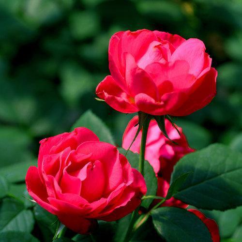 OSO Easy® Double Red Rose
