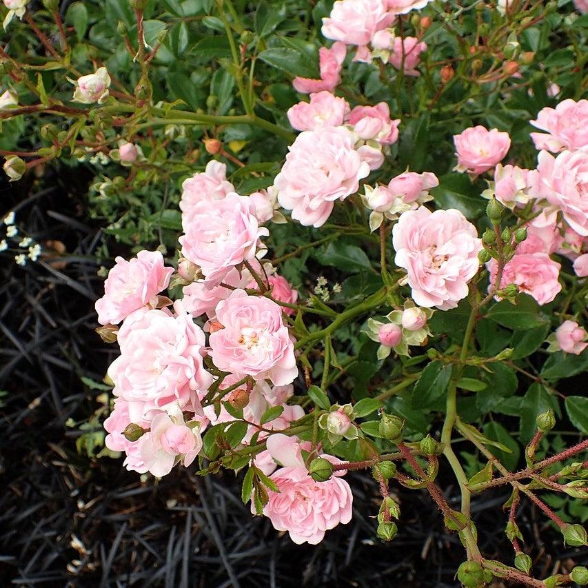 The Fairy Rose