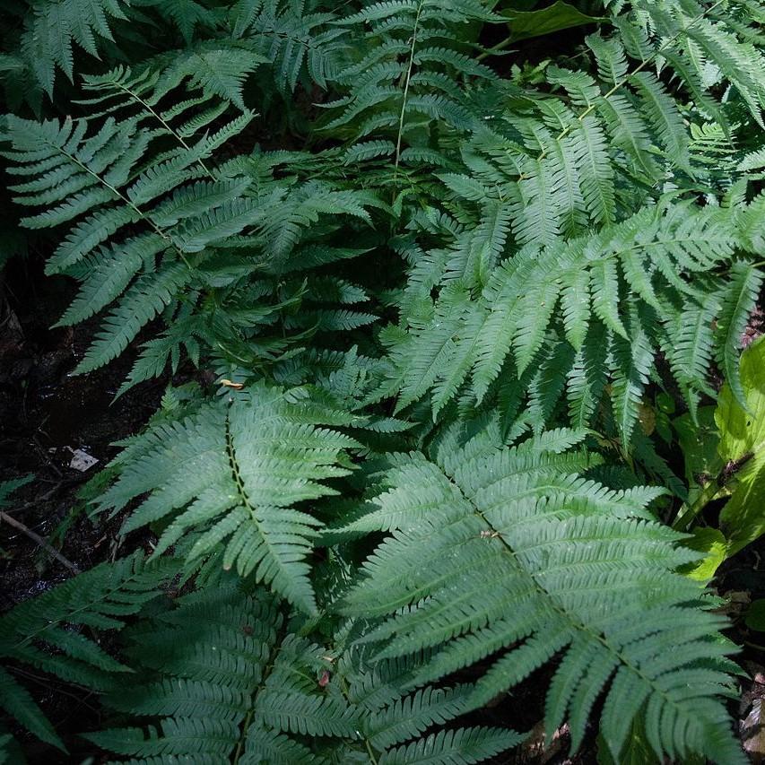 Dryopteris goldiana  - Goldie’s Shield Fern, Giant Wood Fern