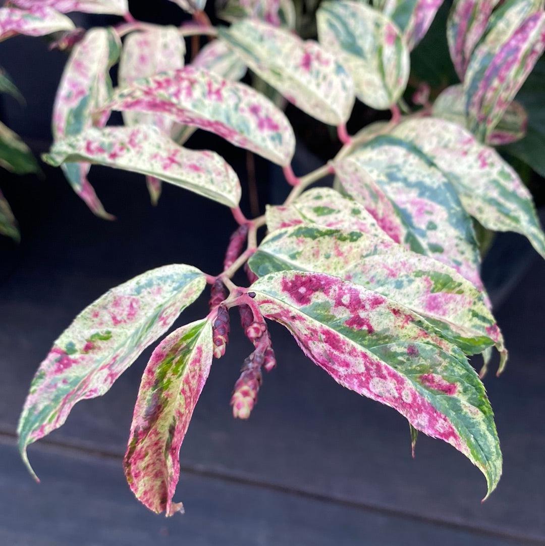 Rainbow Drooping Leucothoe