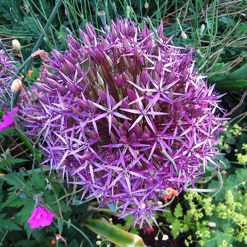 Allium cristophii  - Star of Persia