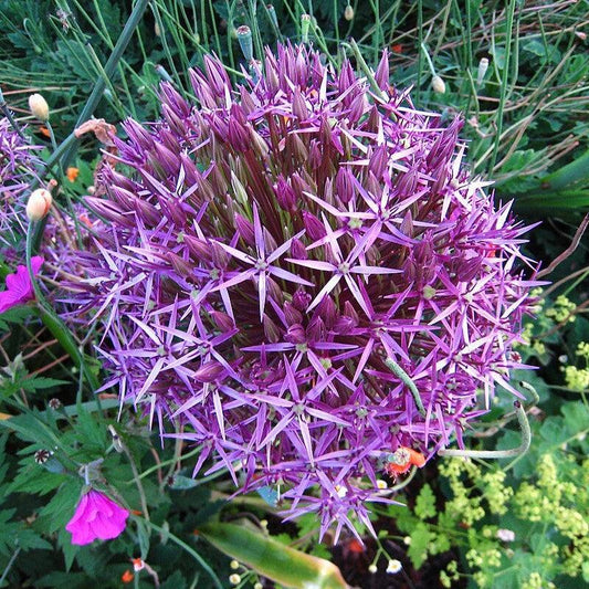 Allium cristophii  - Star of Persia