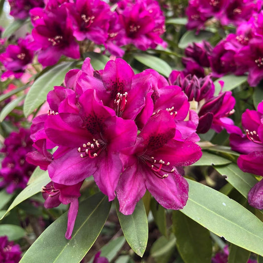 Polarnacht Rhododendron