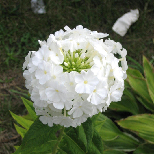 Volcano White Phlox