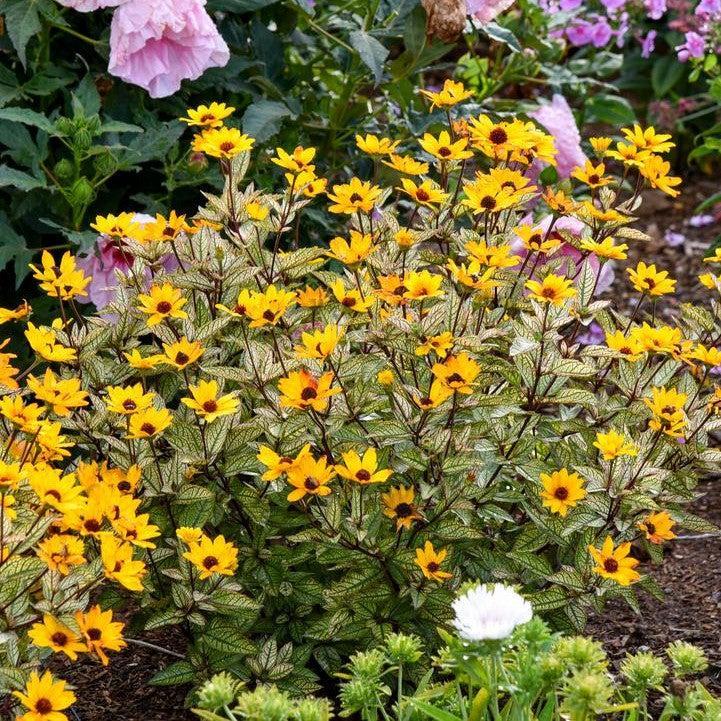 Heliopsis helianthoides 'Touch of Blush'  - Touch of Blush False Sunflower