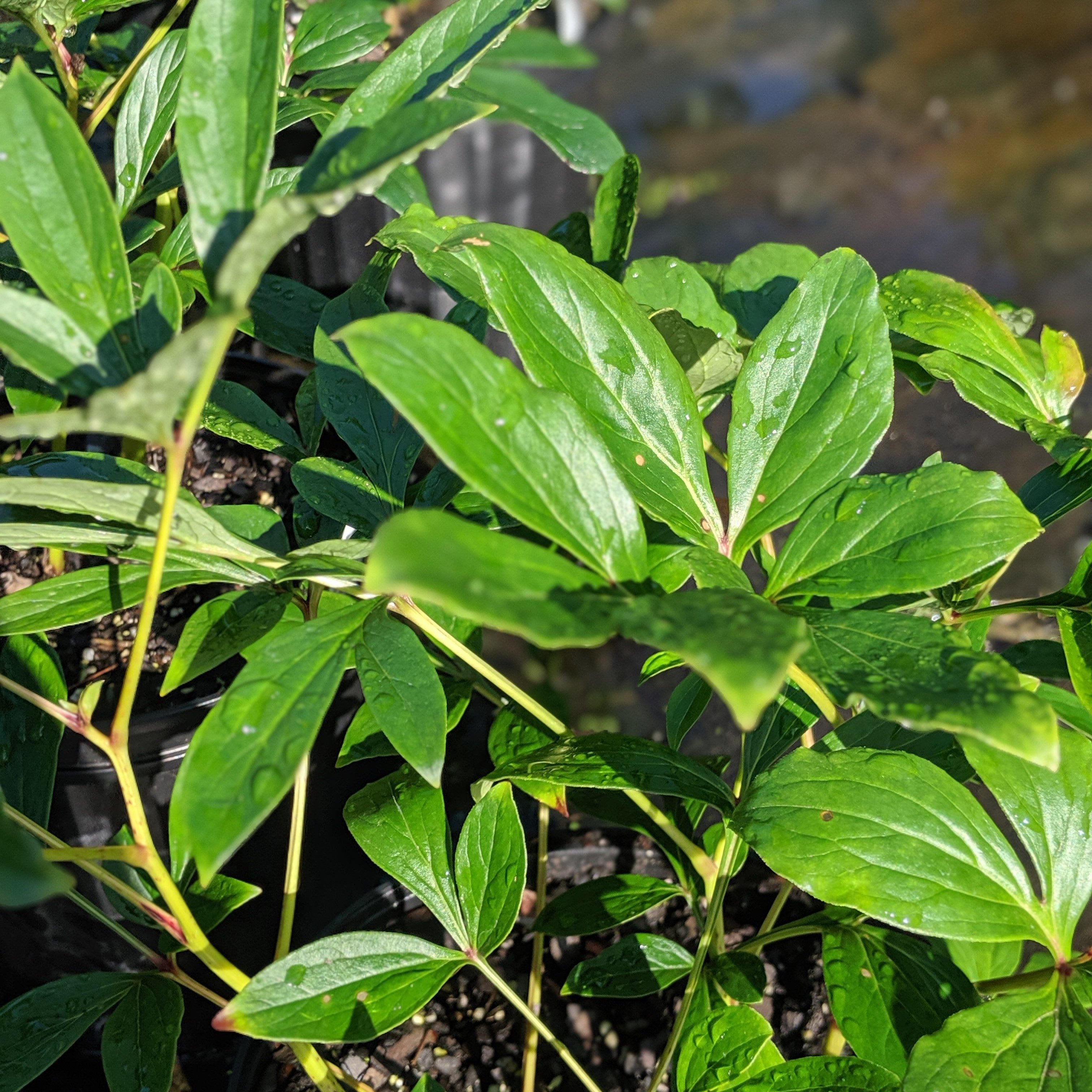 Perennials Sam Bridge at Home