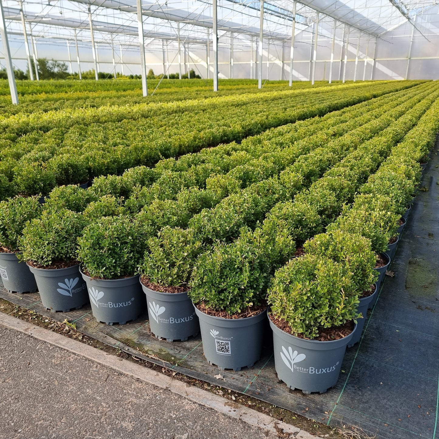 Buxus 'HER2009B01'’ PP32,274  - BetterBoxwood® Renaissance™ Boxwood