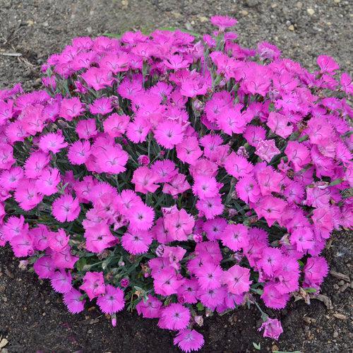 Paint the Town Fuchsia Dianthus