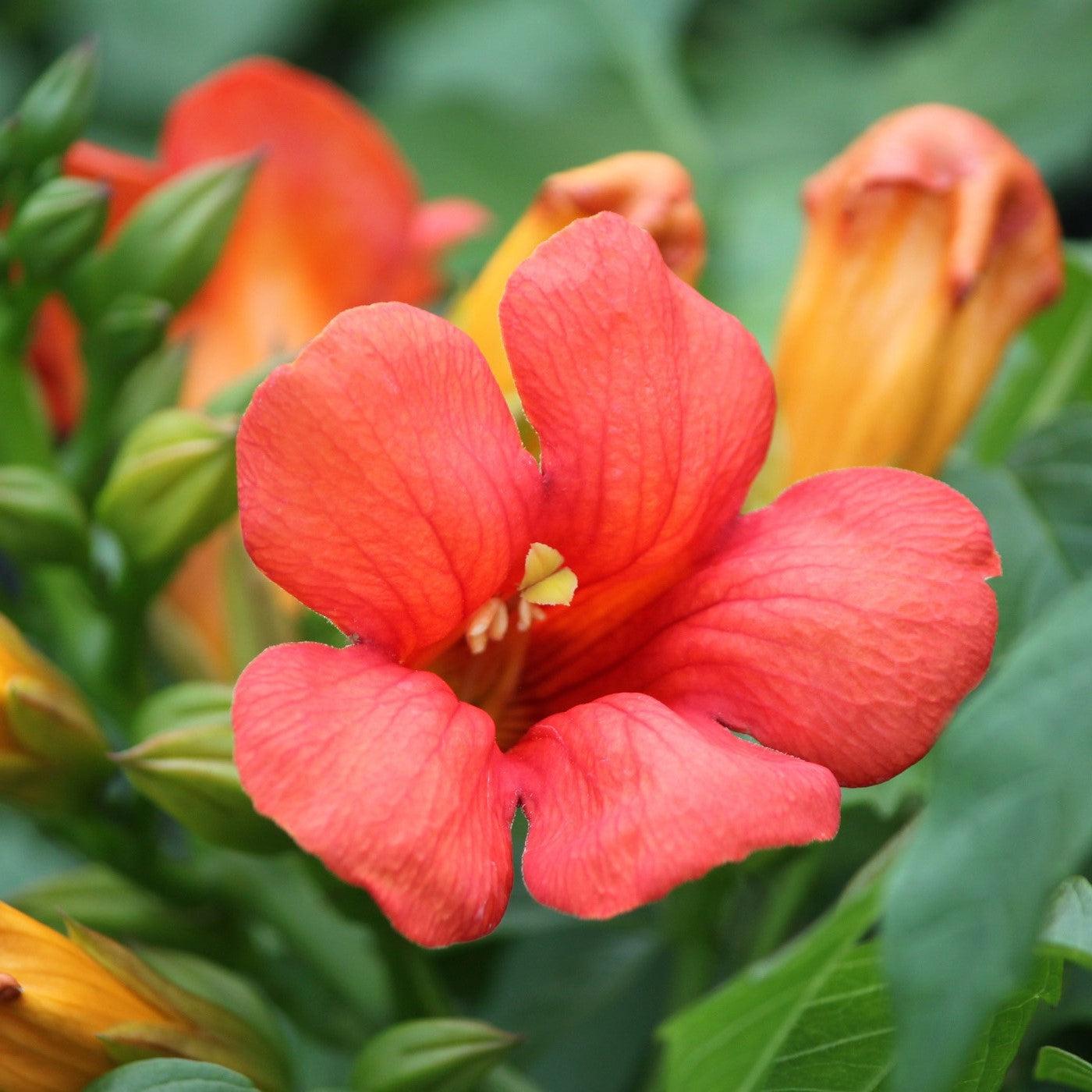 Campsis x tagliabuana 'Takarazuka Fresa' PP 23,917  - Summer Jazz™ Fire Campsis