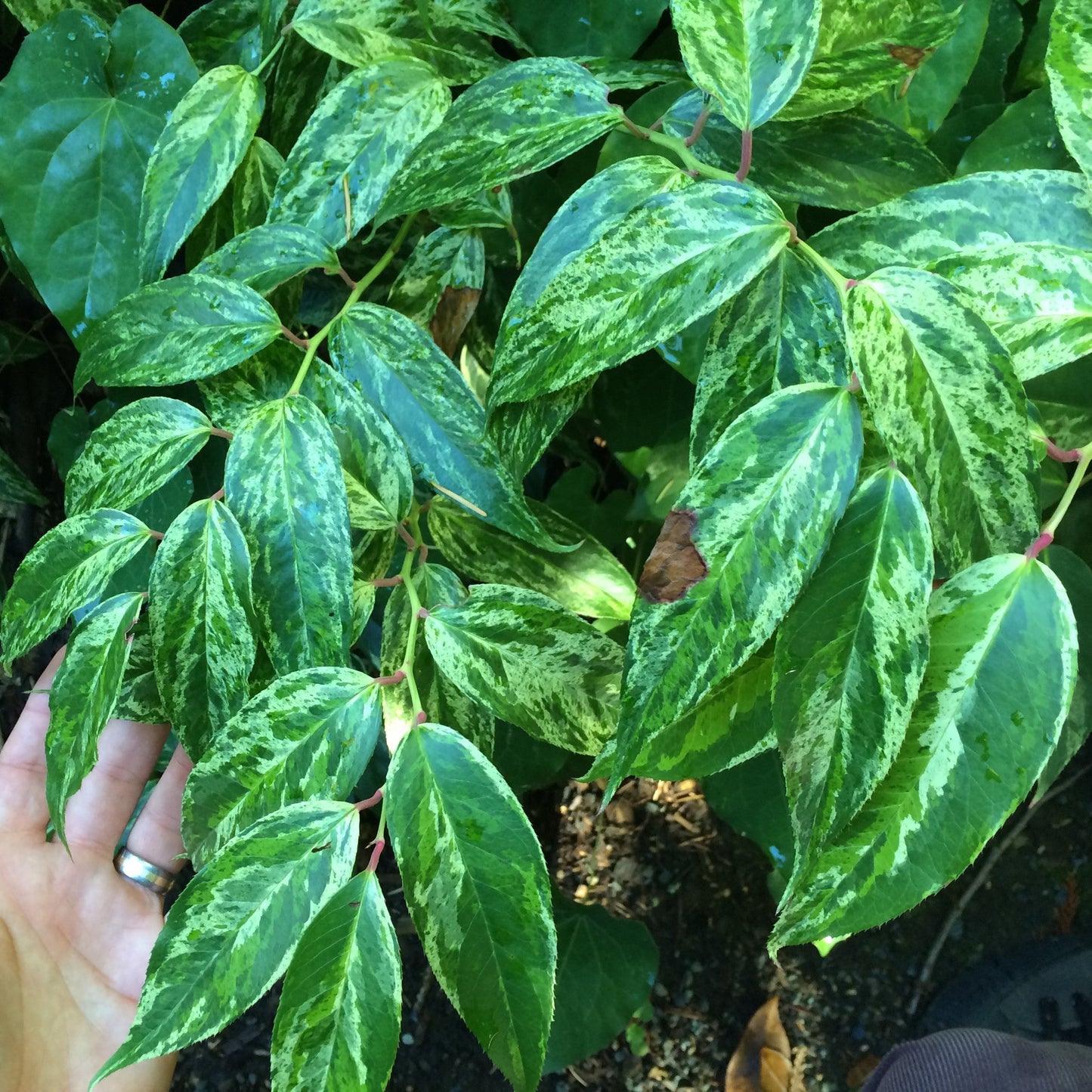 Rainbow Drooping Leucothoe