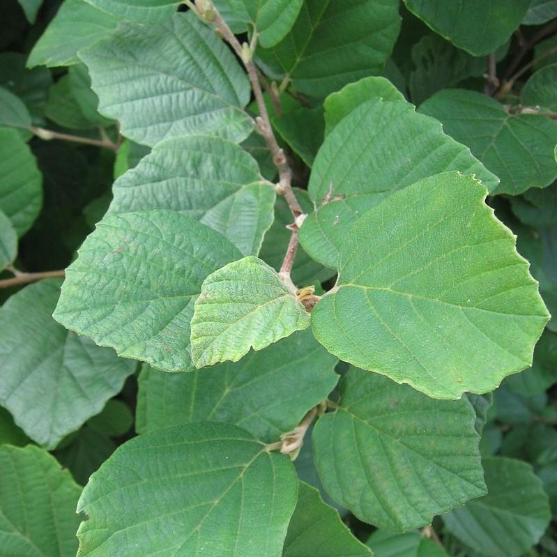 Fothergilla