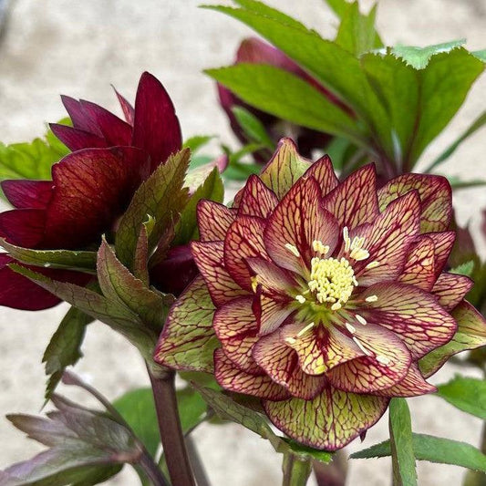 Helleborus 'Childhood Sweetheart'  - Honeymoon® Childhood Sweetheart Lenten Rose