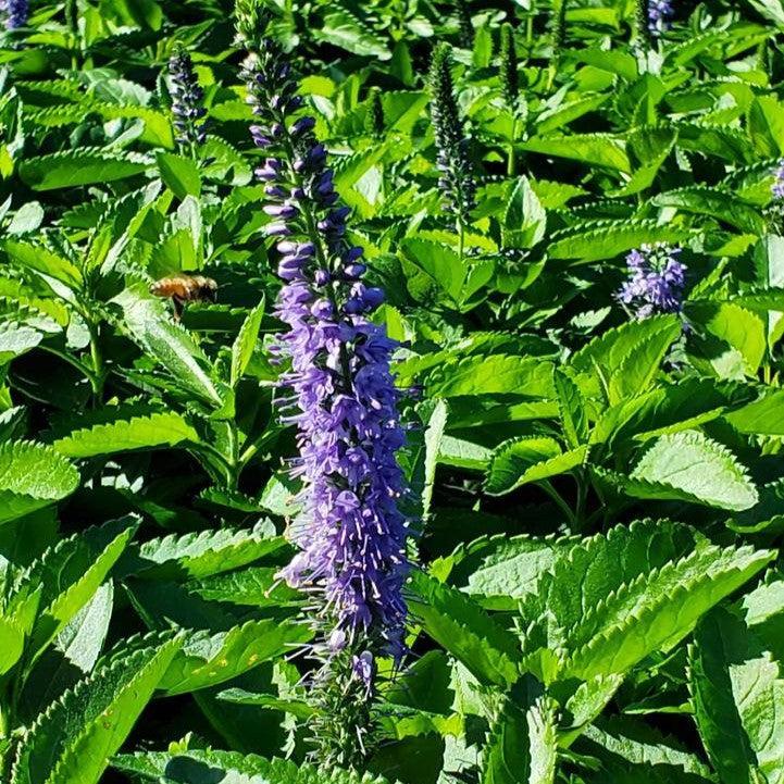 Veronica 'Seaside'  - Seaside Veronica