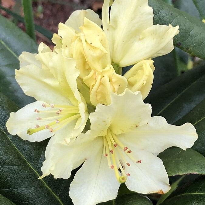 Capistrano Rhododendron