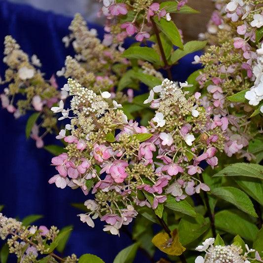 Lava Lamp® Candelabra® Hydrangea