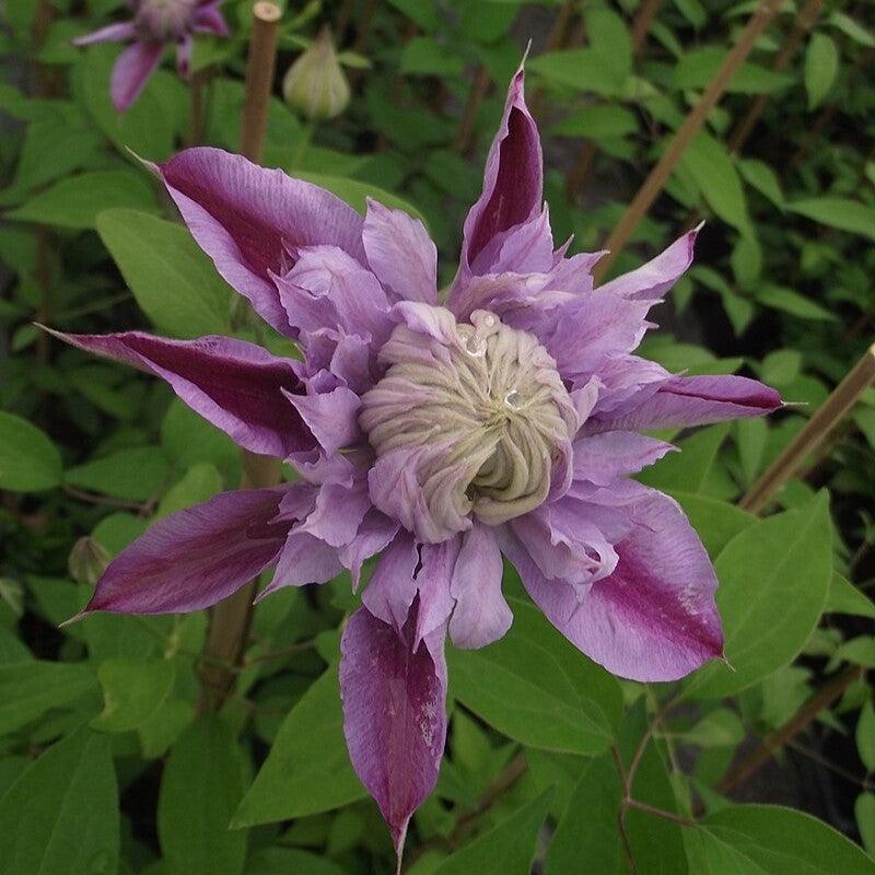 Josephine™ Clematis