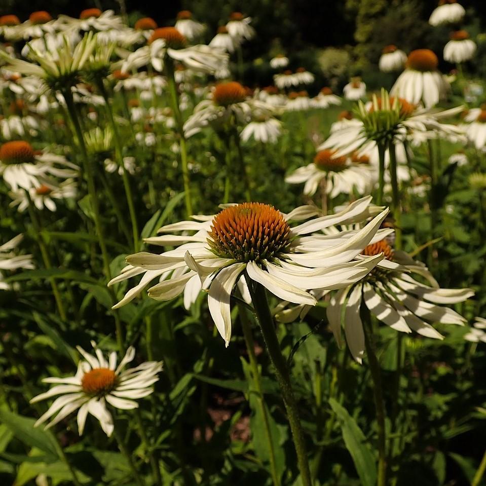 White Swan Echinacea, Coneflower
