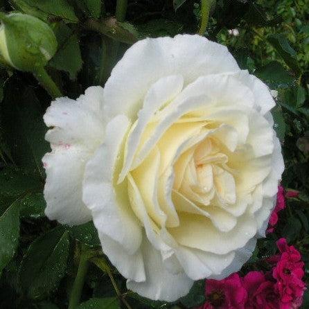 Rosa 'BAInest'  - First Editions® The Finest™ Rose