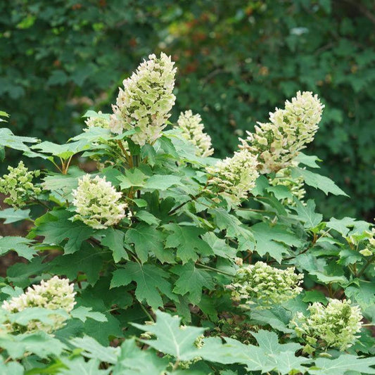 Hydrangea quercifolia 'NCHQ1'  - PW® Gatsby Glow Ball® Hydrangea