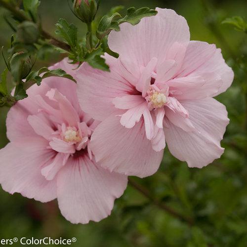Pink Chiffon® Rose of Sharon