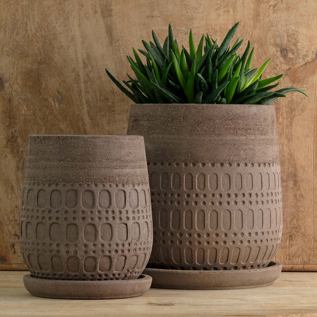 Mojave Planter - Carob - S/4