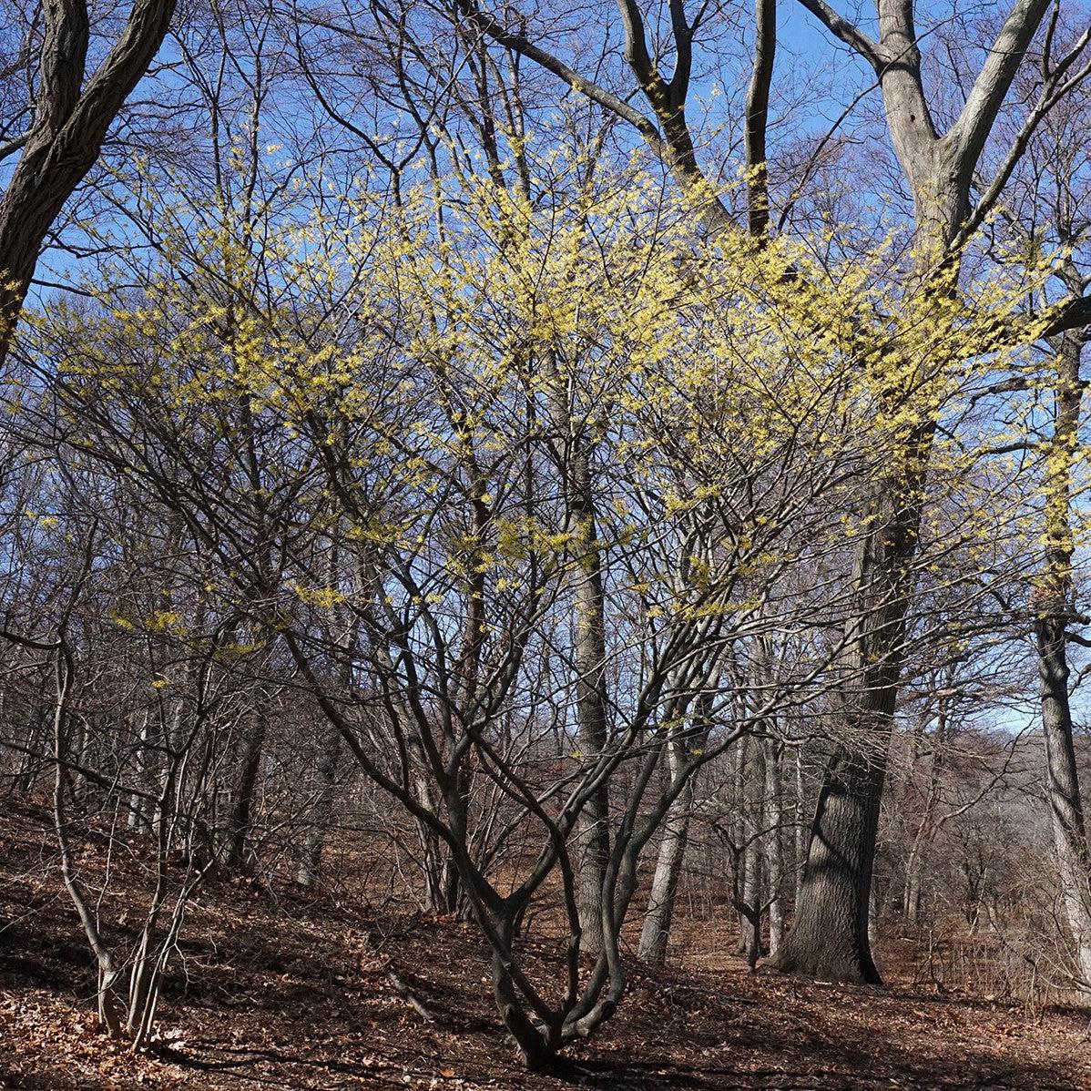 Arnold Promise Witch Hazel