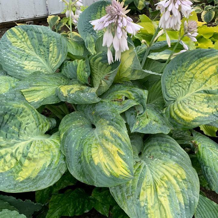 Hosta 'Sound of Music'  - PW® Shadowland® Sound of Music Hosta