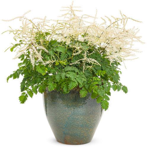 Aruncus 'Chantilly Lace'  - Chantilly Lace Goat's Beard