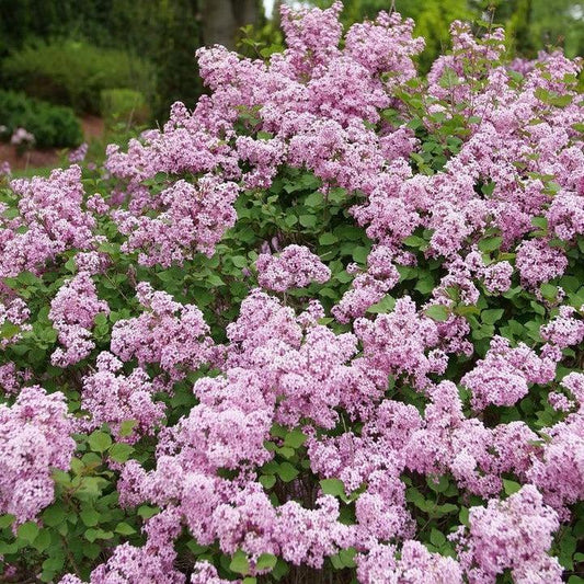 Syringa x 'SMNSPTP'  - Bloomerang® Purpink Lilac