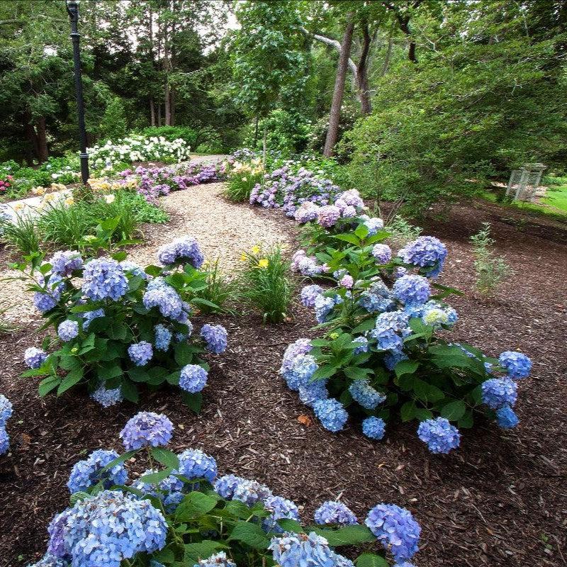 Endless Summer® The Original Hydrangea