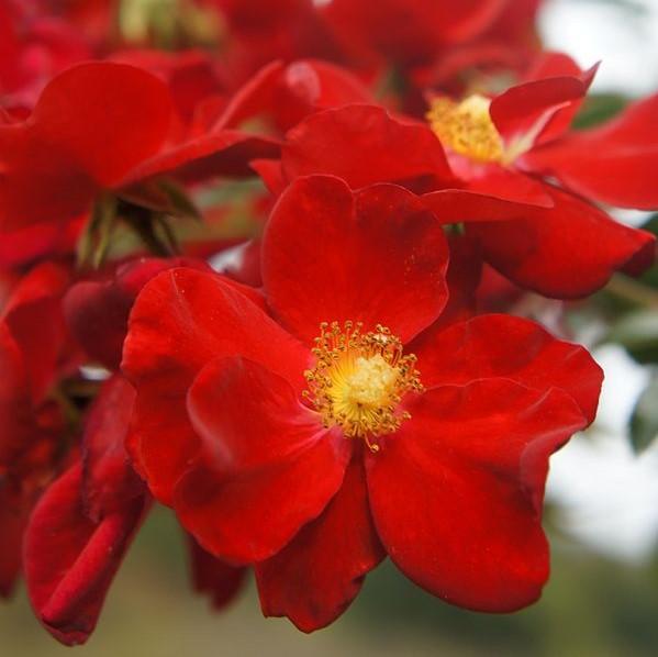 Flower Carpet® Red Rose