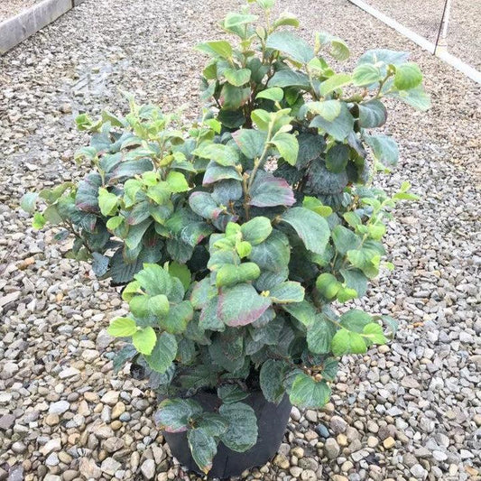 Blue Shadow Fothergilla