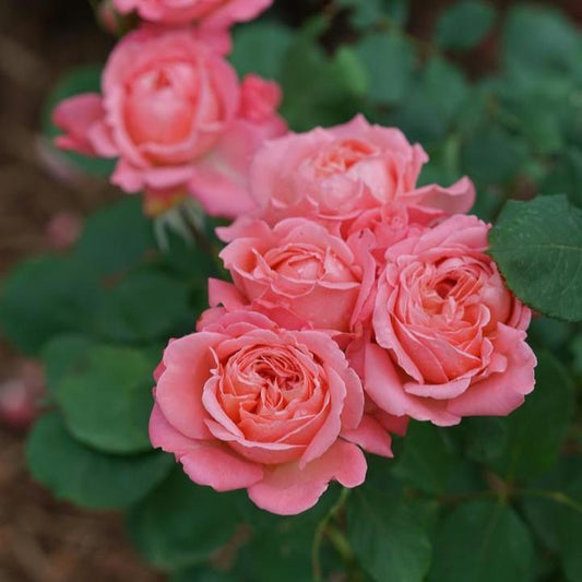 Rosa x 'BOZFRA221'  - Reminiscent™ Coral Rose