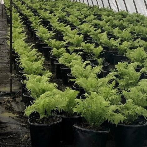 Ostrich Fern