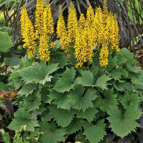 Ligularia 'Bottle Rocket'  - Bottle Rocket Leopard Plant